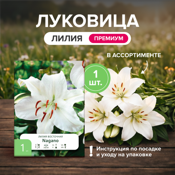 Луковица «Лилия», Петрофлора, 1 шт., в ассортименте