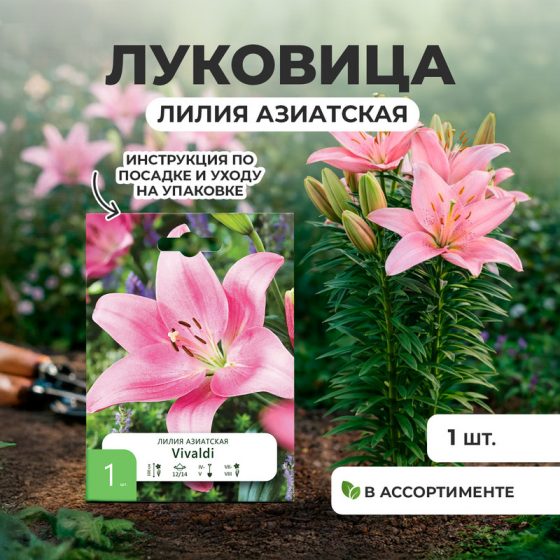 Луковица лилии азиатской, 1 шт., в ассортименте