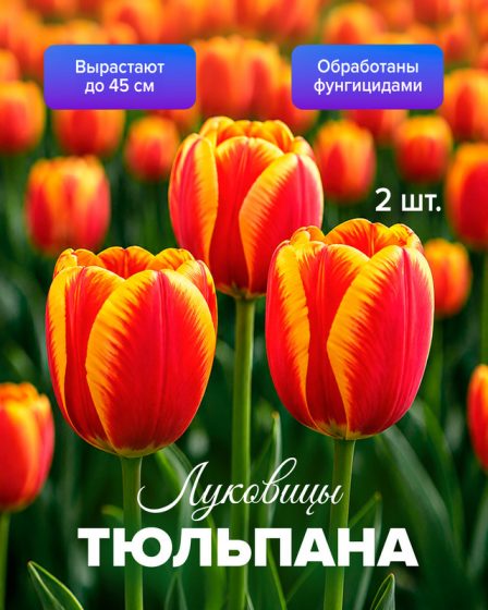 Луковицы тюльпана, ПЕТРОФЛОРА, 2 шт., в ассортименте