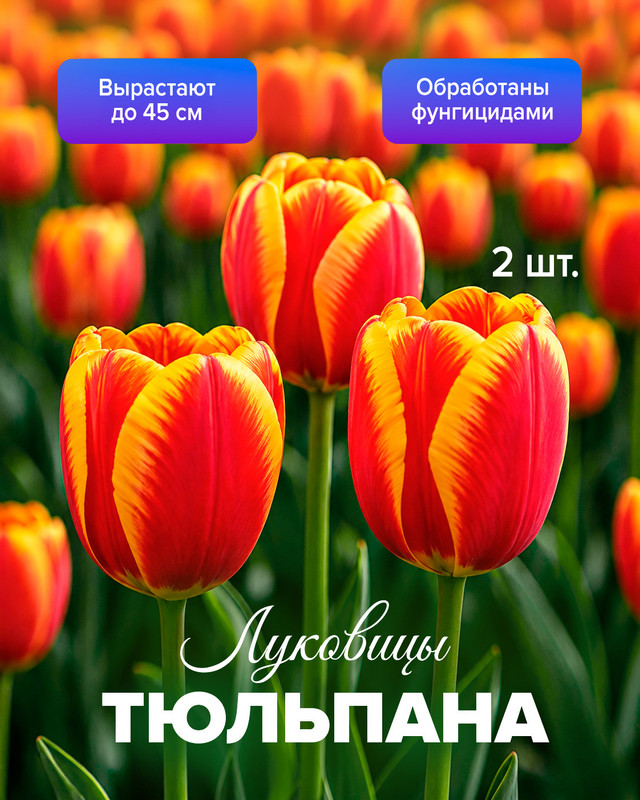 Луковицы тюльпана, ПЕТРОФЛОРА, 2 шт., в ассортименте