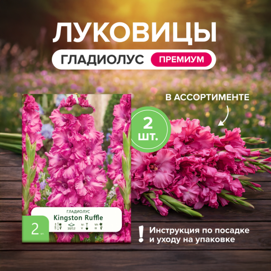 Луковицы «Гладиолус», Петрофлора, 2 шт., в ассортименте