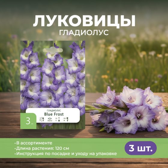 Луковицы гладиолуса, Петрофлора, 3 шт., в ассортименте