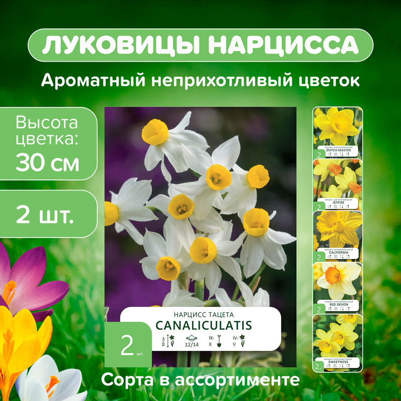 Луковицы «Нарцисс», 2 шт., в ассортименте