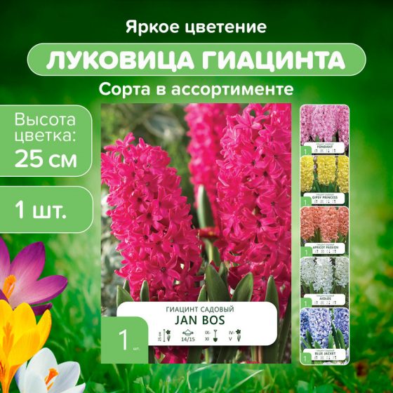 Луковица «Гиацинт садовый», 1 шт., в ассортименте