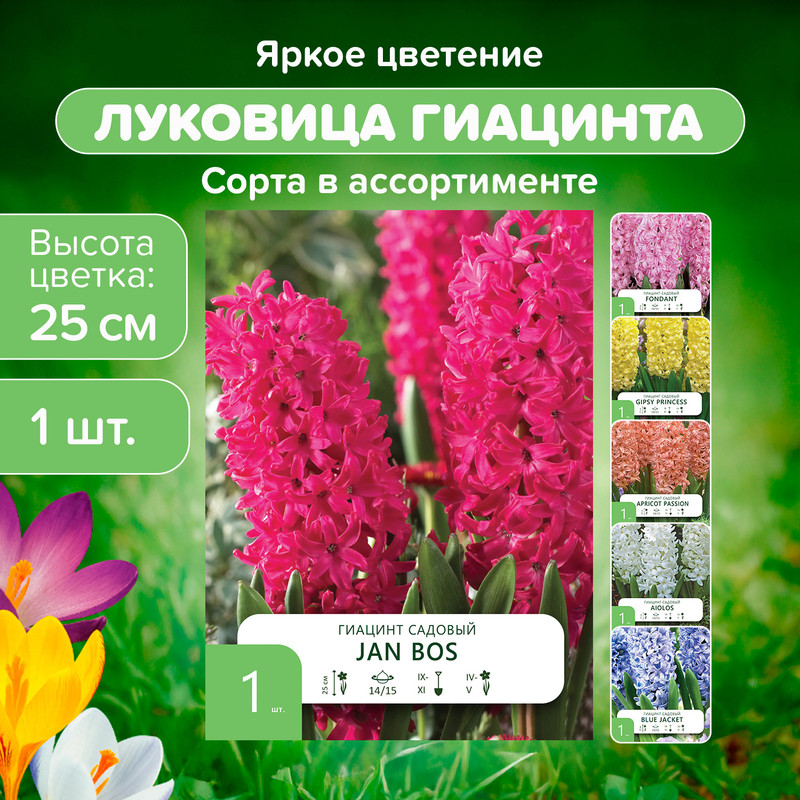 Луковица «Гиацинт садовый», 1 шт., в ассортименте