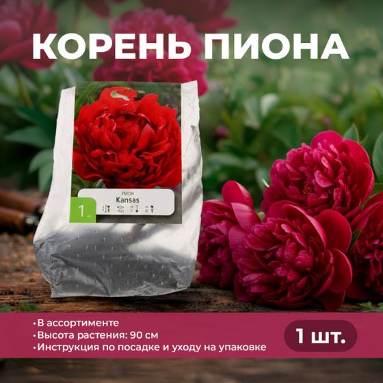 Корень пиона, Петрофлора, 1 шт., в ассортименте