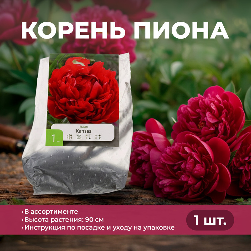 Корень пиона, Петрофлора, 1 шт., в ассортименте