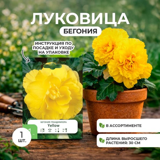 Луковица бегонии, Петрофлора, 1 шт., в ассортименте
